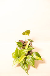 Philodendron hederaceum var. oxycardium "Brasil"